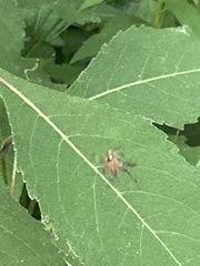 Araneidae