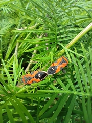 Lygaeus reclivatus