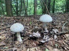 Amanita cokeri
