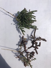 Salicornia rubra