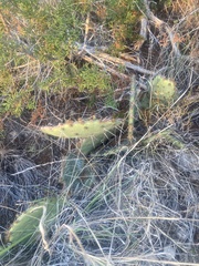 Opuntia gilvescens