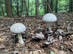 Amanita cokeri