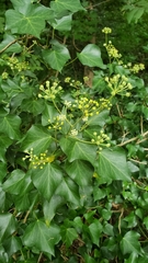Hedera helix