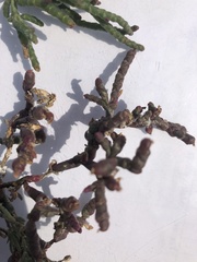 Salicornia rubra