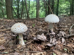 Amanita cokeri