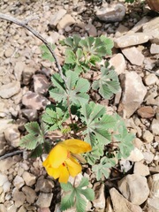 Cochlospermum wrightii