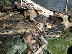 Psilocybe caerulipes