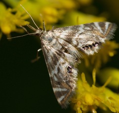 Petrophila canadensis