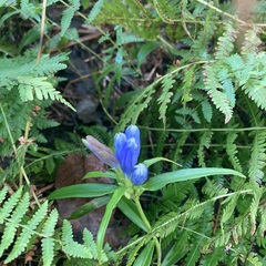 Gentiana