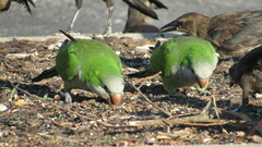 Myiopsitta monachus