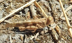 Trimerotropis pallidipennis