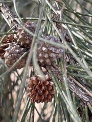 Casuarina cunninghamiana