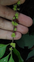 Forestiera ligustrina
