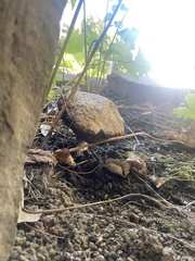 Caloboletus conifericola