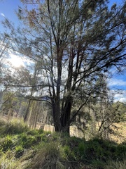 Casuarina cunninghamiana