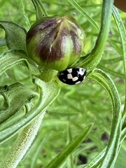 Propylea quatuordecimpunctata
