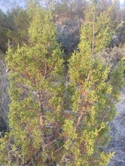 Juniperus pinchotii