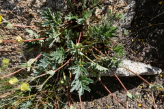 Potentilla bruceae