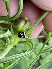 Propylea quatuordecimpunctata