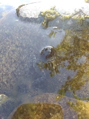 Rana boylii