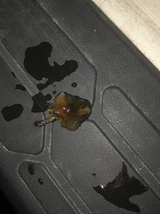 Psilocybe caerulipes