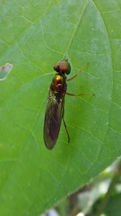 Sarginae