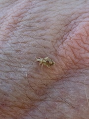 Belonochilus numenius