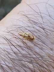 Belonochilus numenius