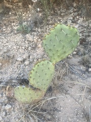Opuntia orbiculata