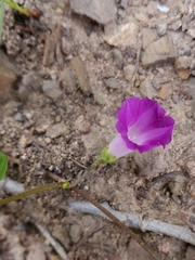 Ipomoea dumetorum