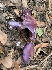 Cortinarius archeri