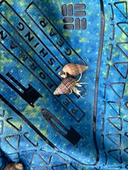 Ilyanassa trivittata