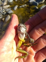 Rana boylii