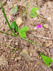 Ipomoea dumetorum