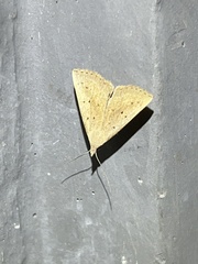 Macrochilo louisiana