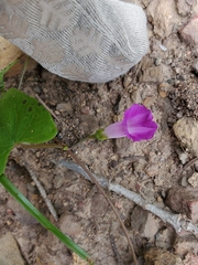 Ipomoea dumetorum