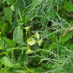 Commicarpus scandens