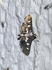 Desmia funeralis