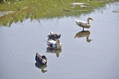 Anas platyrhynchos domesticus