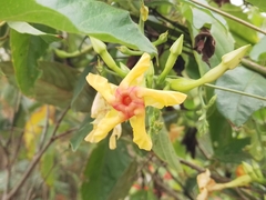 Mandevilla subsagittata