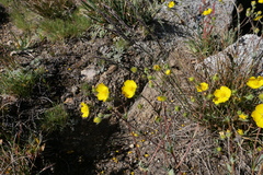 Potentilla bruceae