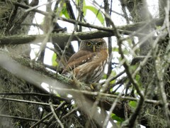 Glaucidium brasilianum