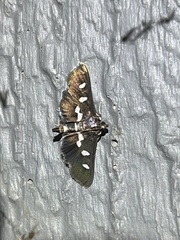 Desmia funeralis