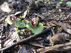 Corybas incurvus