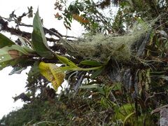 Telipogon hausmannianus