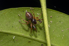 Battalus wallum