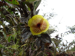 Telipogon hausmannianus