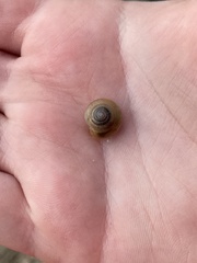 Gastropoda