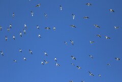 Chroicocephalus novaehollandiae