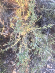 Cylindropuntia leptocaulis